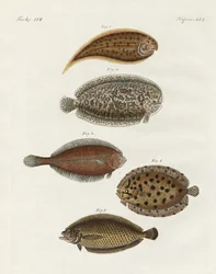Merkelig fisk (farget gravering)