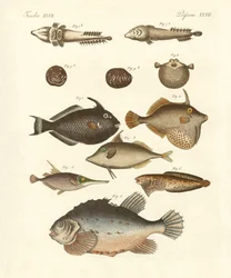 Merkelig fisk (farget gravering)