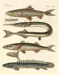 Merkelig fisk (farget gravering)
