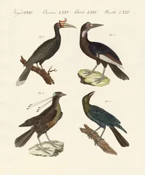 Rare fremmede fugler (farget gravering)