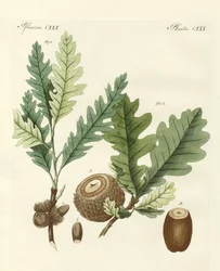 Rare utenlandske eiker (farget gravering)