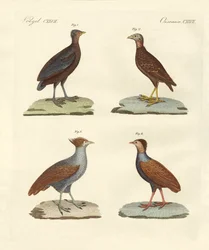 Rare hønelignende birker (farget gravering)