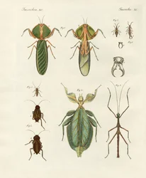 Merkelige insekter (farget gravering)