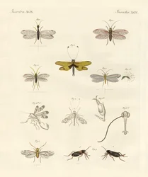 Merkelige insekter (farget gravering)