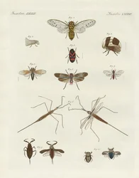 Merkelige insekter (farget gravering)