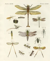 Merkelige insekter