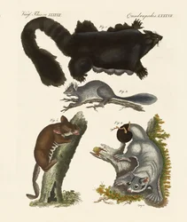 Rare pungdyr (farget gravering)