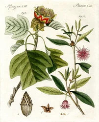Merkelige planter