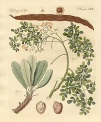 Merkelige planter