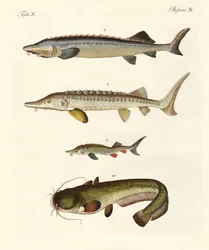 Merkelig elvefisk