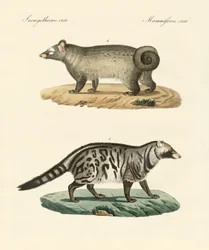 Rare skunks (farget gravering)