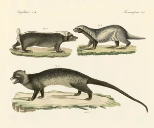 Rare skunks (farget gravering)