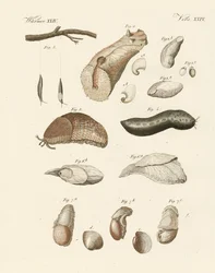 Merkelige ormer (farget gravering)