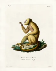 Stråfarget Howler (farget gravering)
