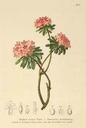 Tråstriet Daphne (Daphne striata)
