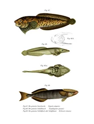 Stripet sjøsnegl (farge litho)