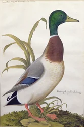 Studie av en stokkand, ca. 1790 (wc med gouache på papir)