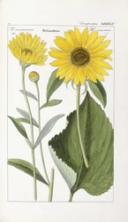 Solsikke