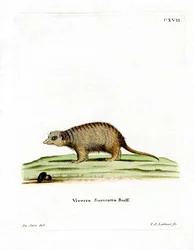 Surikate (farget gravering)