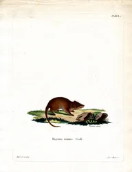 Swamp Antechinus (farget gravering)