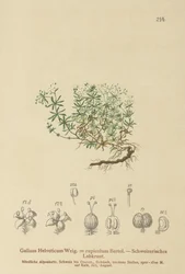 Sveitsisk sengehalm (sveitsisk Galium, Galium rupicolum, Galium megalospermum)