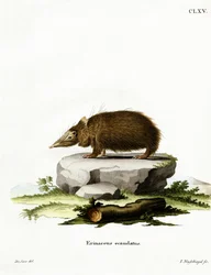 Haleløs tenrek