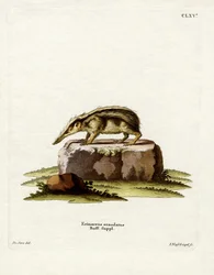 Haleløs tenrek