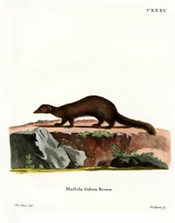 Tayra (farget gravering)