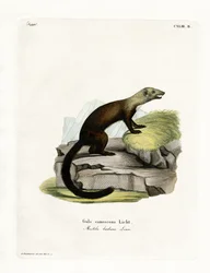 Tayra (farget gravering)