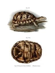 Terrapin (farge litho)