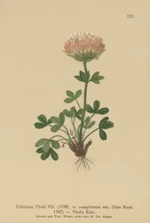 Thalskløver (Trifolium Thalii, Trifolium caespitosum)