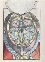 The Brain, fra Ophthalmodouleia av Georg Bartisch (1535-1636) utgitt i Dresden i 1583 (farget treblokktrykk)