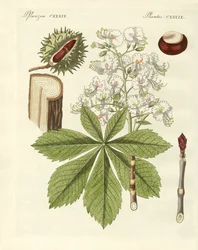 Buckeyes-treet