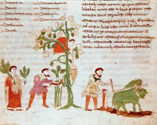 De fire årstidene: scene for pløying og plukking av druer (høst). Miniatyr fra manuskriptet "" De Universo"" (eller De rerum naturis (Tingenes natur) (cod. 132) av Rabanus Maurus Magnentius (eller Raban Maur eller Rabano Mauro) (ca. 780-856). 9. århundre
