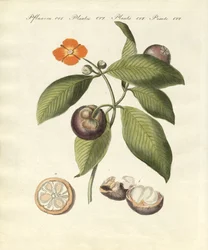 Mangostantreet (farget gravering)