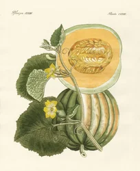 Melonen (farget gravering)