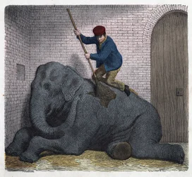 The morning toilet of the Lilli elephant. In “” Wenn Jemand eine Reise thut, so kann er was erzahlen”” (When someone travels, this is what he can tell), German tale by Franz Wiedemann