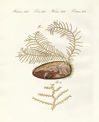 Den sertulariske hydroiden (farget gravering)