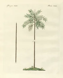 Den slanke håndflaten til New Ireland (farget gravering)