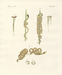 The winding nais (farget gravering)