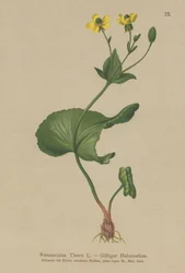 Thora smørblomst (Ranunculus Thora)