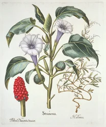 Thorn Apple, fra Hortus Eystettensis av Basil Besler (1561-1629), pub. 1613 (håndfarget gravering)