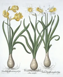 Three Pseudo-Narcissi, fra Hortus Eystettensis, av Basil Besler (1561-1629) pub. 1613 (håndfarget gravering)