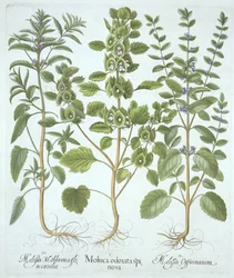 Tre typer balsam, fra Hortus Eystettensis, av Basil Besler (1561-1629), pub. 1613 (håndfarget gravering)
