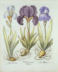 Tre varianter av rhizomatøse skjeggløse iris, fra Hortus Eystettensis, av Basil Besler (1561-1629) pub. 1613 (håndfarget gravering)