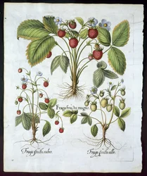 Tre varianter av jordbær, tallerken 116, fra Hortus Eystettensis av Basil Besler (1561-1629) pub i 1613 (håndfarget gravering)