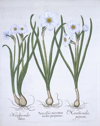 Tre hvite Narcissi, fra Hortus Eystettensis, av Basil Besler (1561-1629) pub. 1613 (håndfarget gravering)