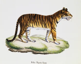Tiger (Felis tigris), fra Pattedyr illustrert fra Nature med beskrivelser, av Johann Christian Daniel von Schreber (1739-1810), gravering av IC Bock etter tegning av A Fleischmann, bind 3, tabell 98 A, Tyskland