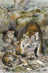 Tiger, tallerken fra "Brehms Tierleben: Allgemeine Kunde des Tierreichs", vol.1, s.391, utgitt av Bibliographisches Institut