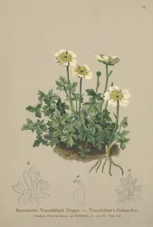 Traunfellners kråkefot (Ranunculus Traunfellneri)